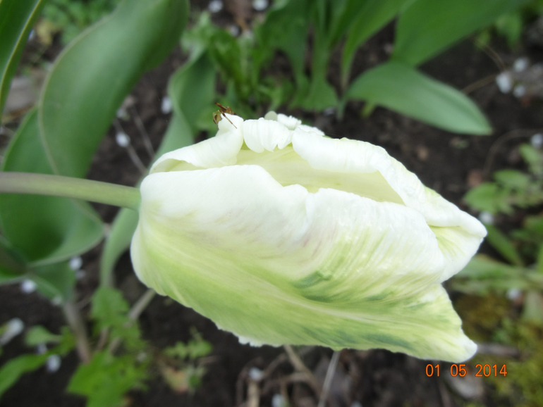 Выходные на даче.