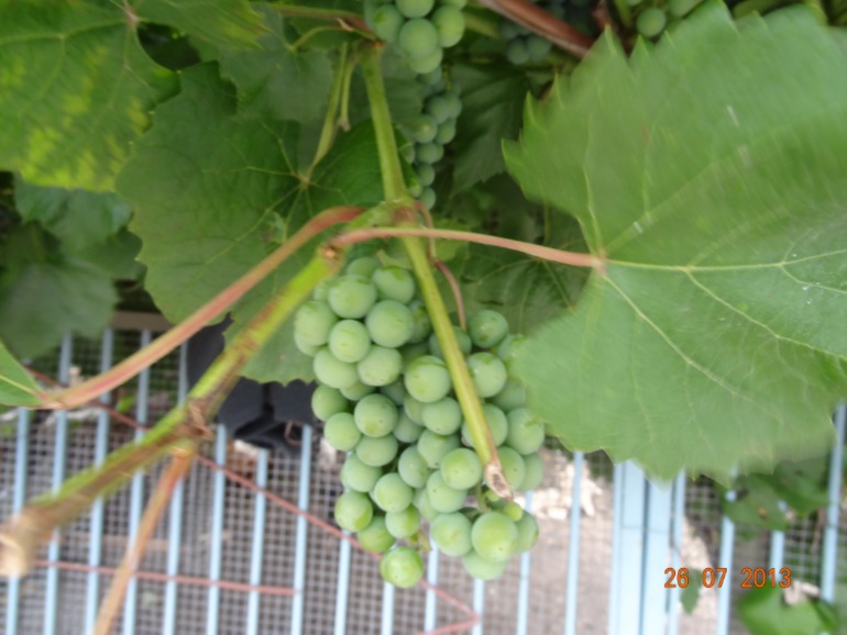 Наш отпуск в Октябрьском Курской обл.