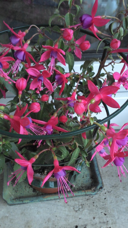 цветы на балконе