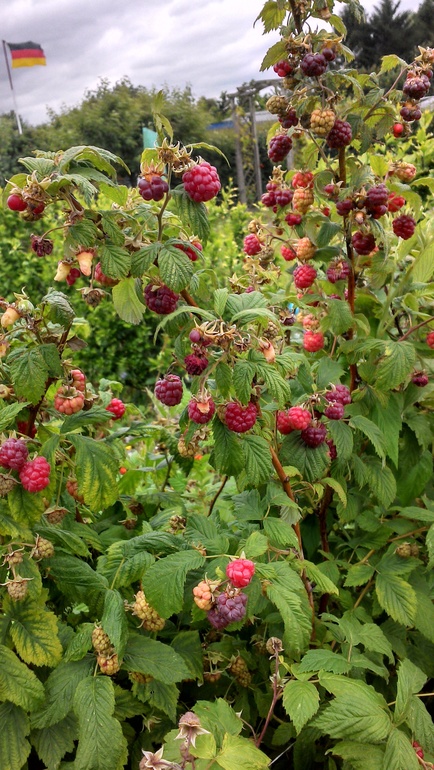 Дачный сезон