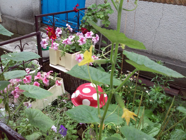 Мои клумбы