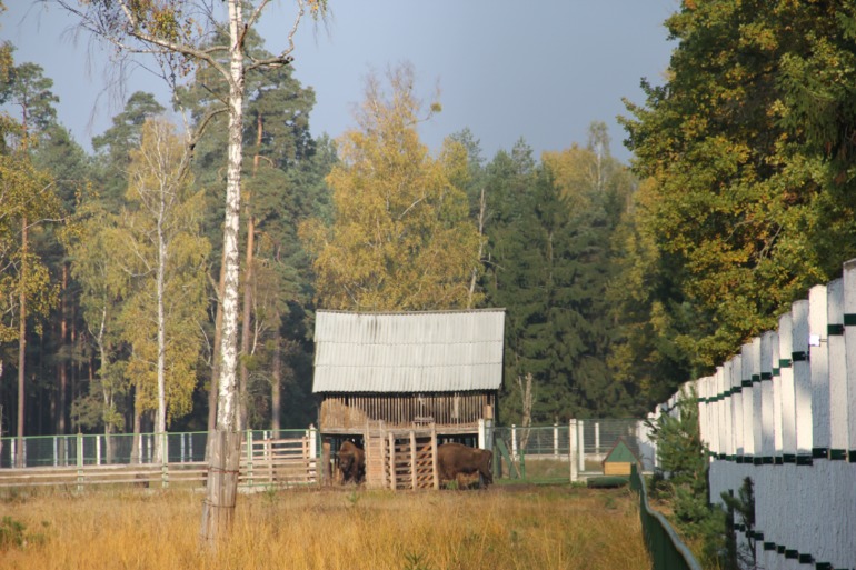 Беловежская пуща