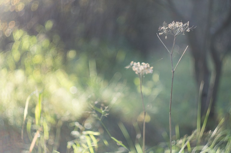 Фокус не ищите