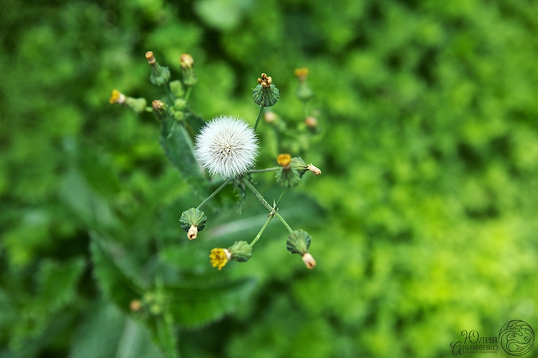 Я снова Мама