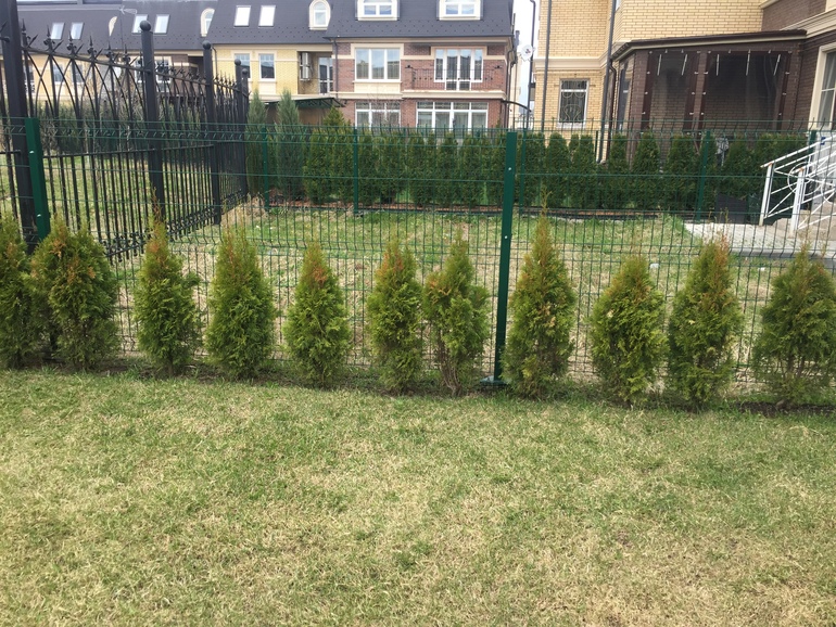 туя пирамидалис брабант. туя западная пирамидальная. ограждение для туи от собак. ограждения для туй от собак. можжевельник брабант.