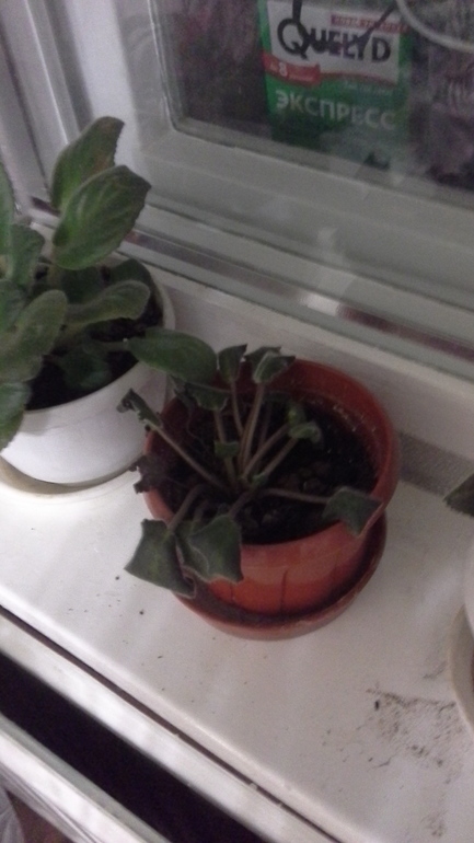 драцена и другие проблемы:(