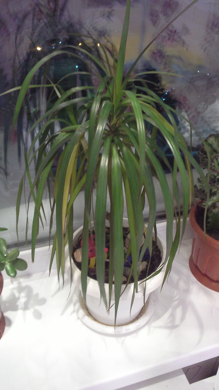 драцена и другие проблемы:(