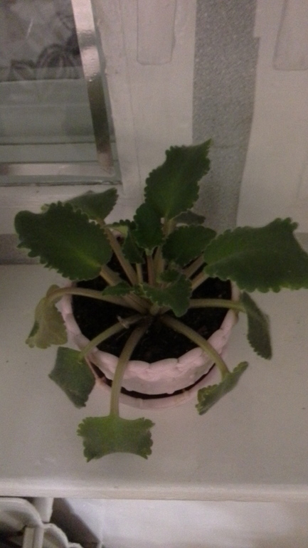 драцена и другие проблемы:(