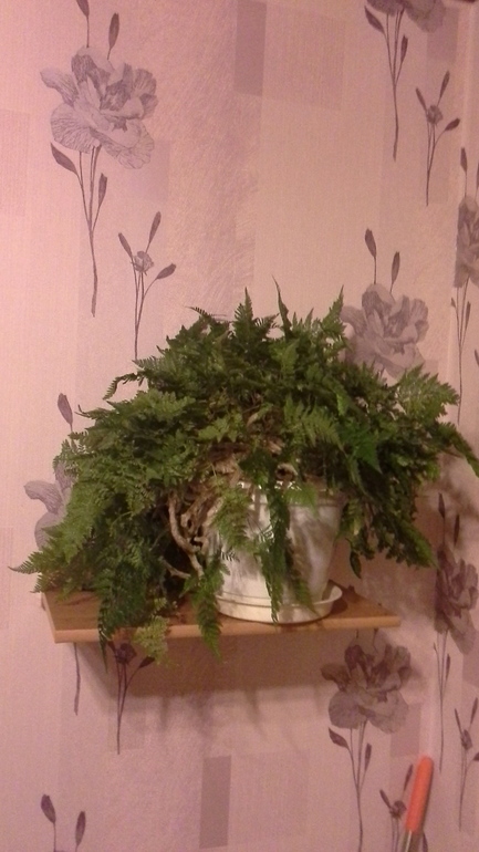 драцена и другие проблемы:(