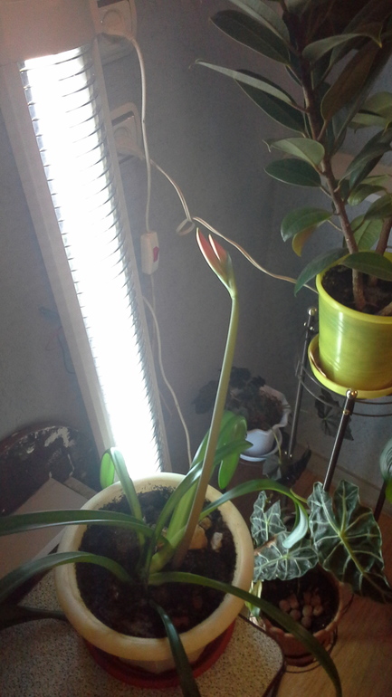 драцена и другие проблемы:(