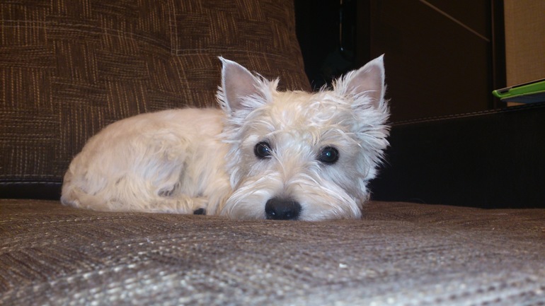 наша Вестка))