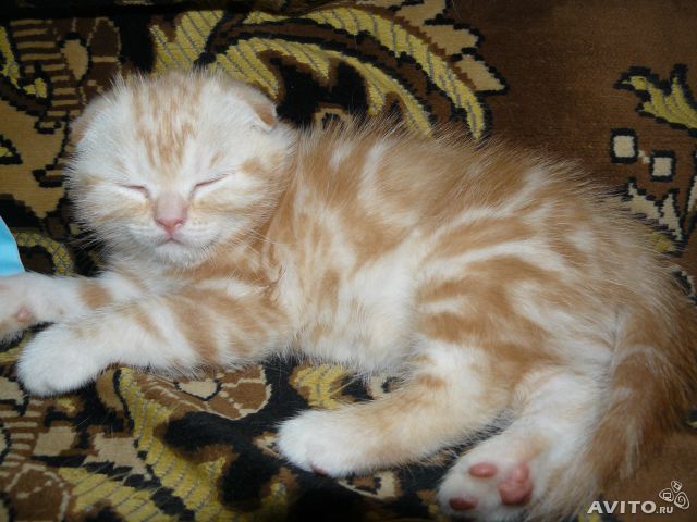 Продаются котята скоттиш фолд и страйт (шотландские вислоухие и прямоухие).
