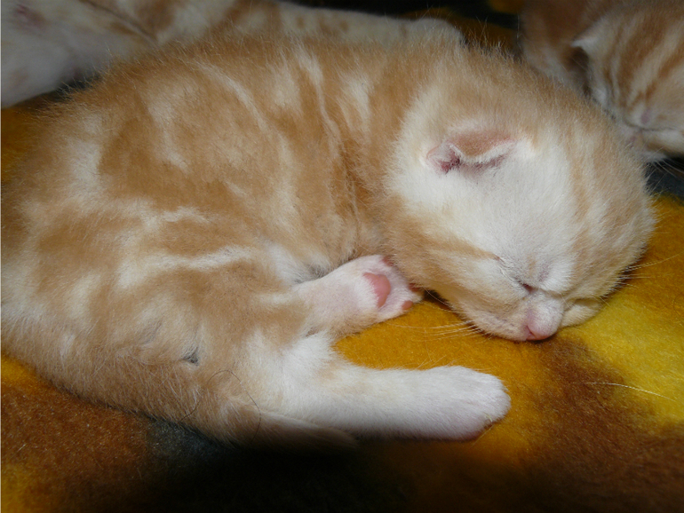 Котята,когда и как что делать?