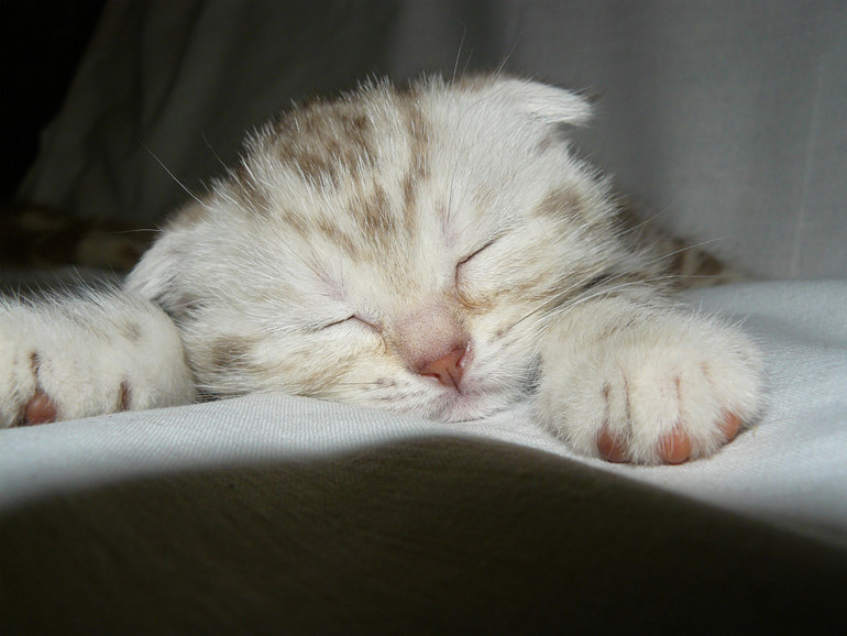 Котята скотиш фолд и страйт (шотландские вислоухие и прямоухие).