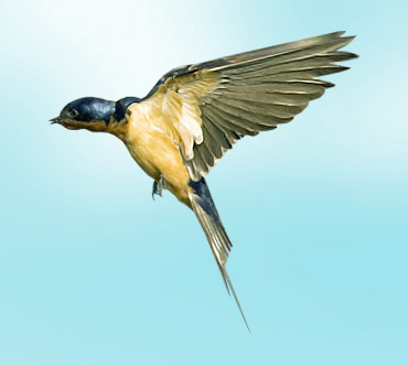 Ласточка и ворона автор Владимир Шебзухов