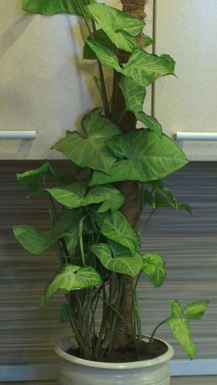 7-ми месячный кросавец