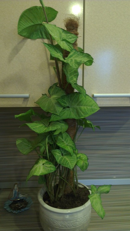 7-ми месячный кросавец