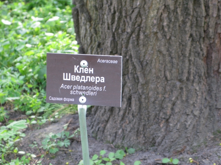 Аптекарский огород 2014