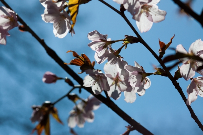 Японский сад