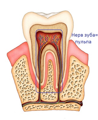 Нерв зуба = пульпа