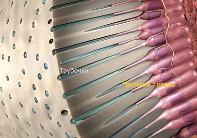 Почему зуб болит?