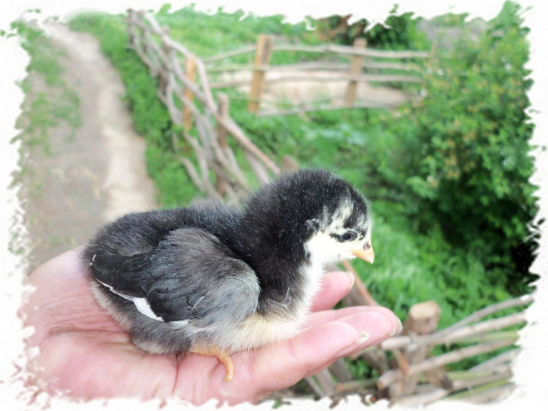 Мой любимчик.