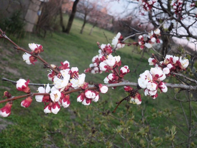 Цветение абрикос.