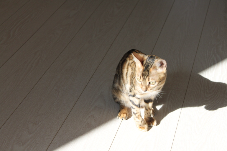 Прошу совета опытных кошатников-заводчиков породистых котят.