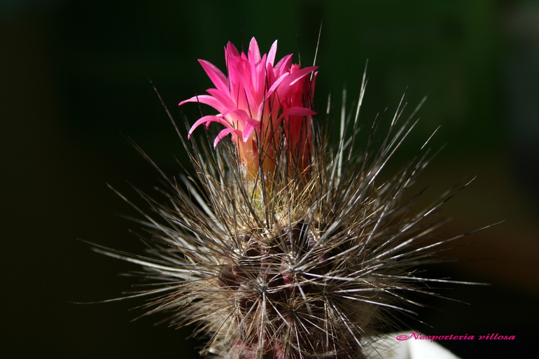 Цветение 2014