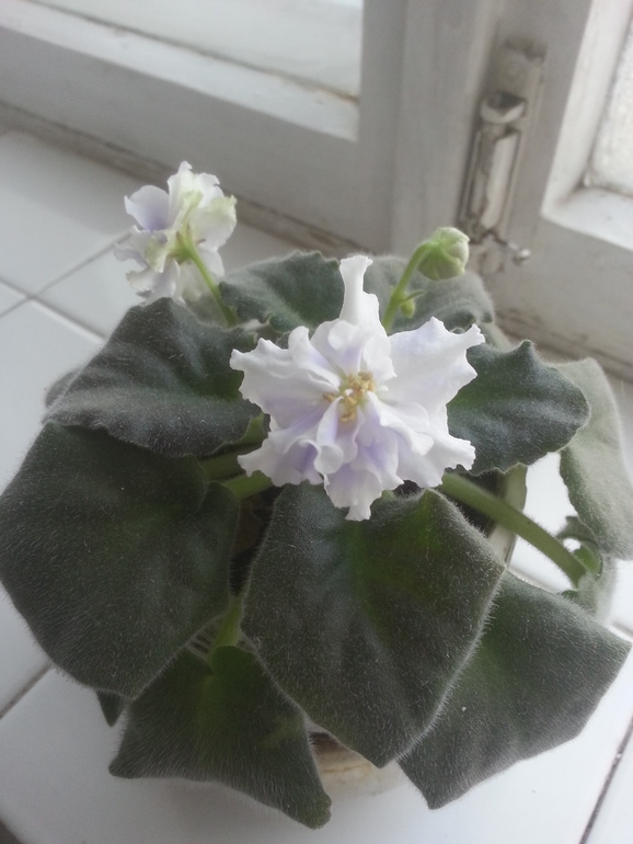 долгожданные цветы)))