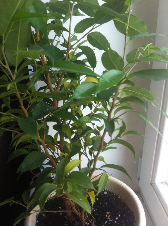 Желтеют листья у фикуса.