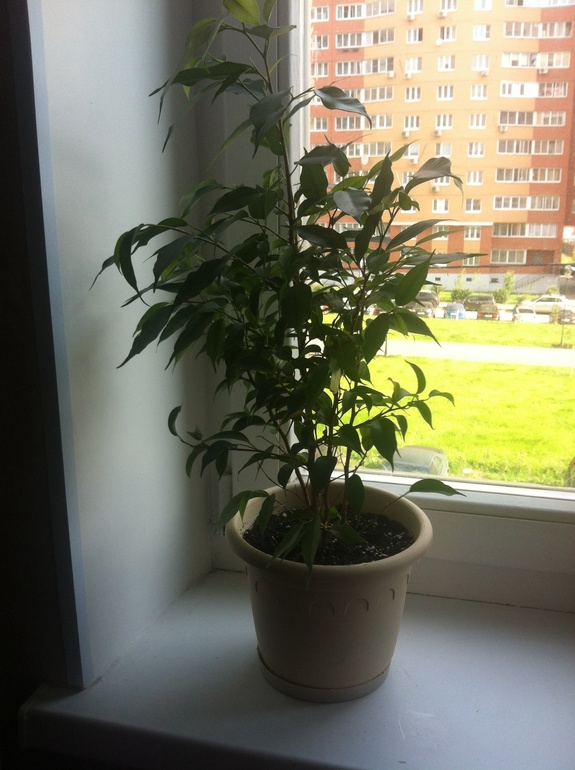 Желтеют листья у фикуса.