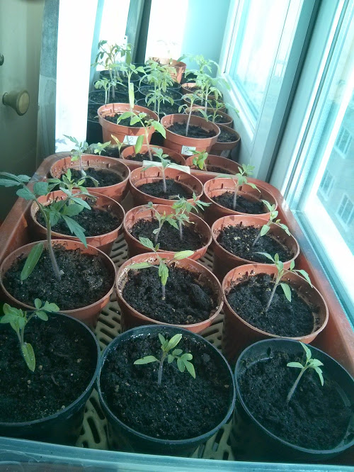 Моя посевная. Итоги за март