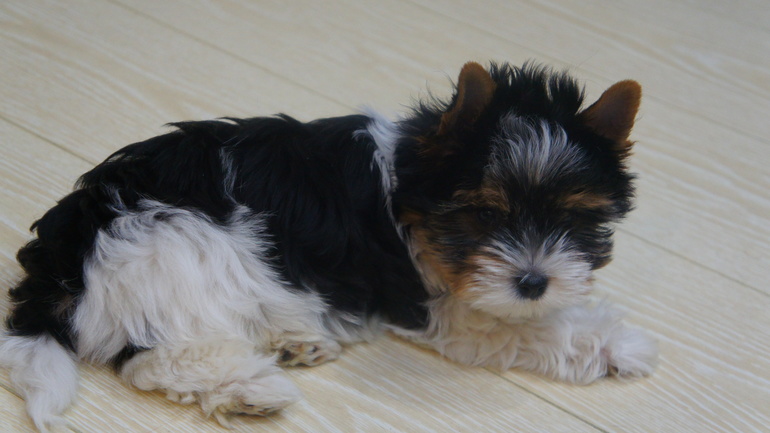 В нашей семье пополнение черно-белых)