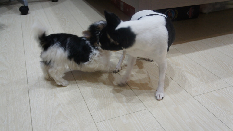 В нашей семье пополнение черно-белых)