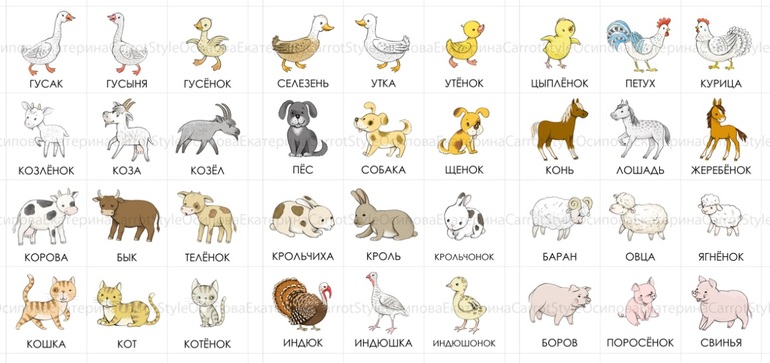Карточки с животными (домашние животные) | форум Babyblog
