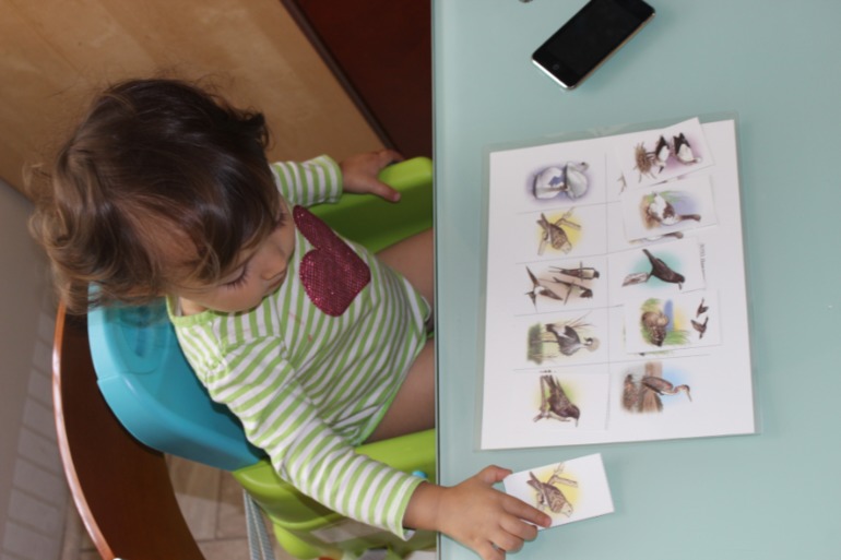 Птичья неделя. Много фото