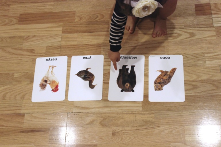 Птицы. Много фото