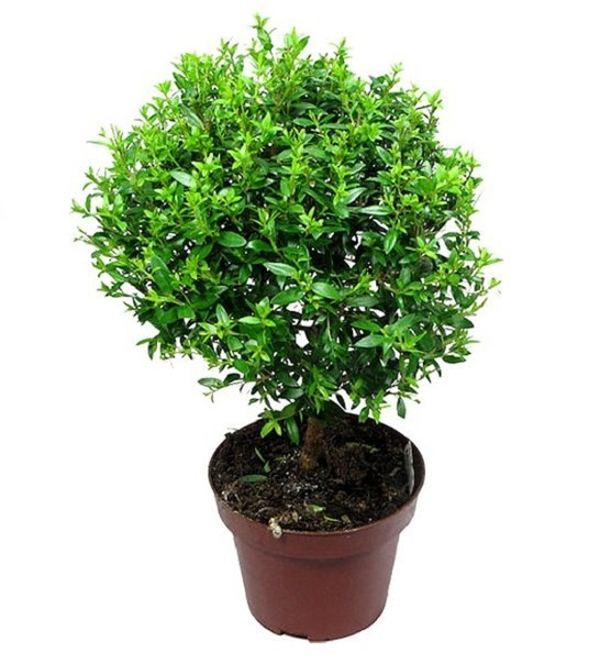 Комнатные растения в детской