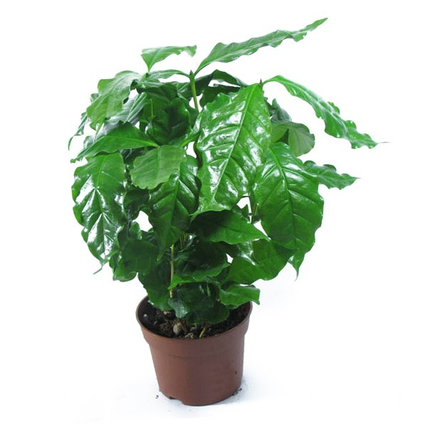 Комнатные растения в детской