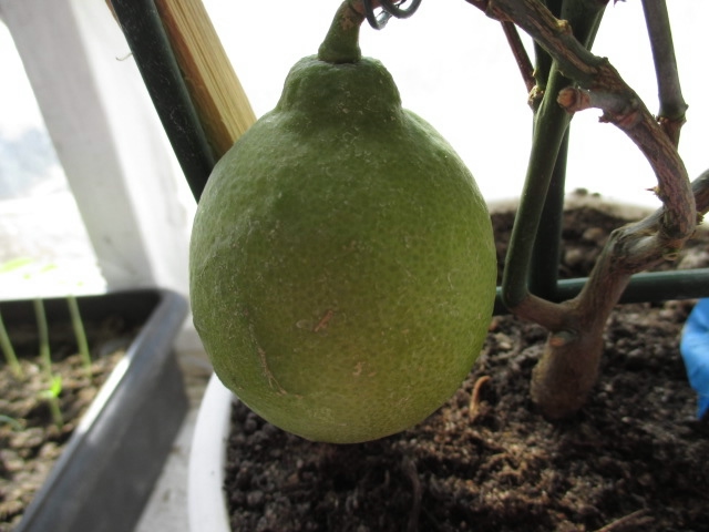 Домашний лемон Mayer Lemon