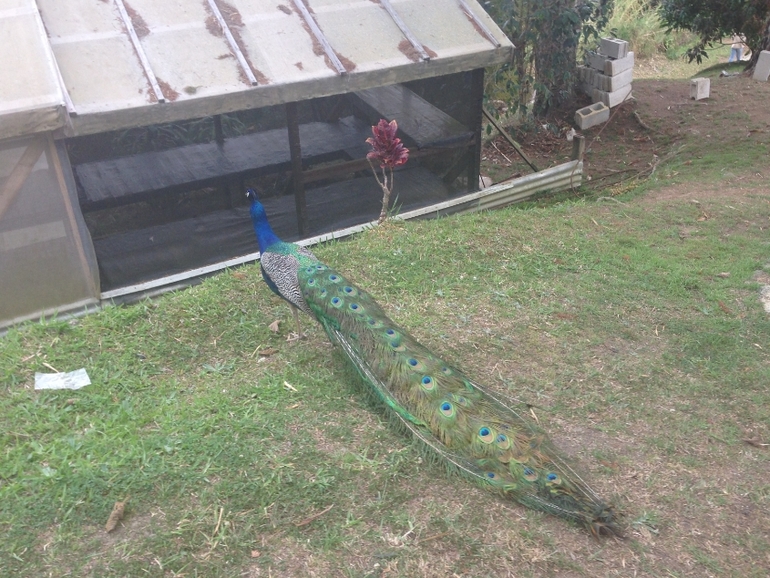 Отдых на Ямайке БЕЗ детей!!!