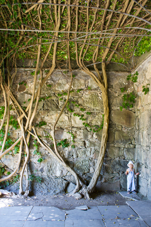 Нимфы в Алупкинском саду. Воронцовский парк