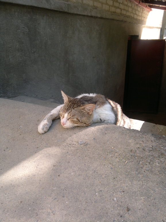 кошачья прогулка