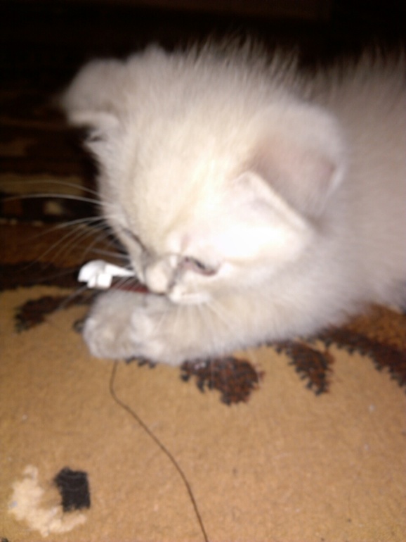 Взяли котенка мальчика!