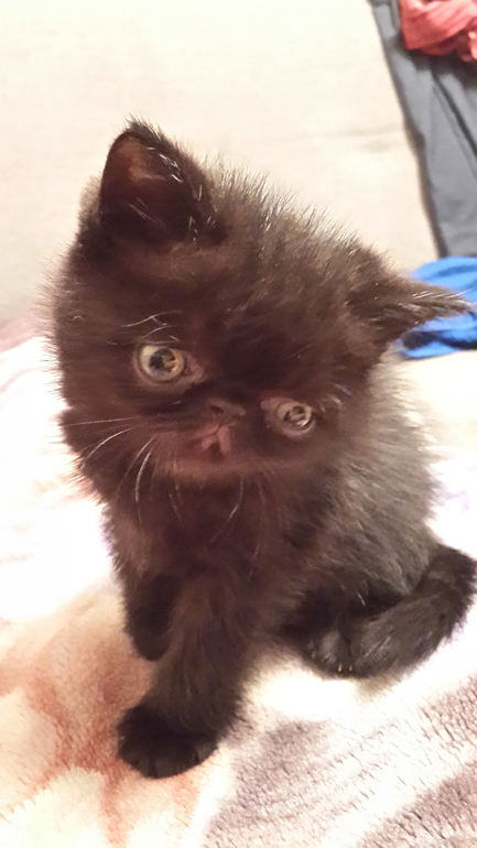 Сбылась моя мечта) Ещё один экзот!!! Чёрный)