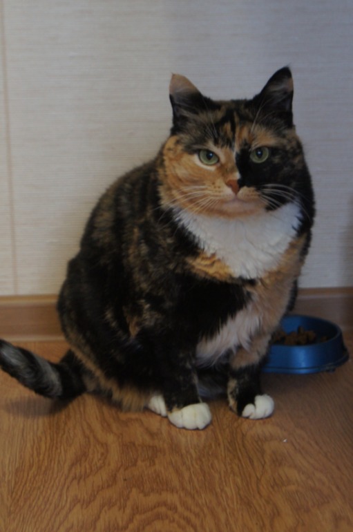 Вся моя работа коту под хвост...