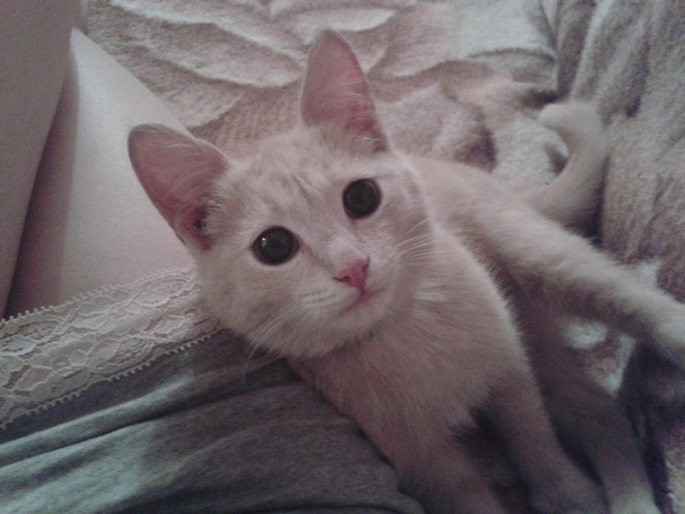 Появился питомец