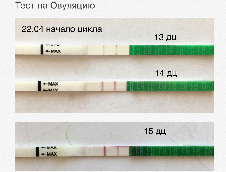 Тест 15. Выброс ЛГ. Тест 15х15. Когда наступает овуляция после выброса ЛГ. Может ли быть выброс ЛГ без овуляции.