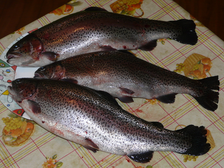 Форелевая ферма